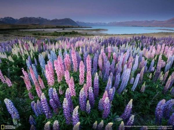 14 фото, с которыми вы откроете для себя волшебную природу Новой Зеландии Интересное