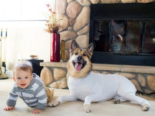 Смешные и очаровательные собаки в забавных боди Приколы,необычное,одежда,смешно,собаки