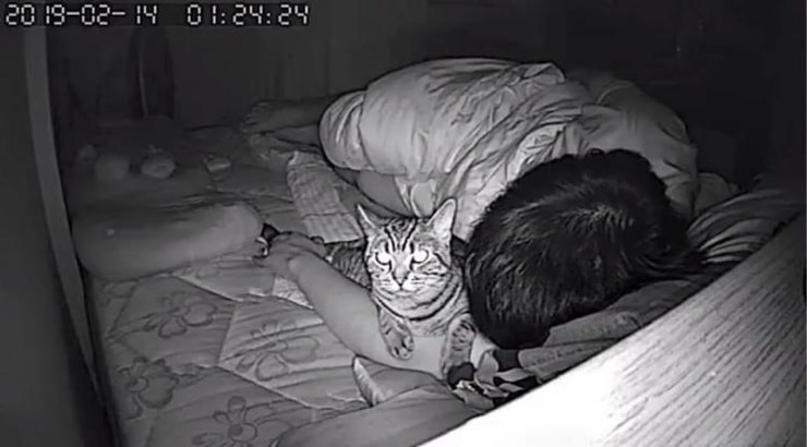 Парень установил в спальне скрытую камеру и узнал, как кот относится к нему по ночам Приколы,коты,фотографии