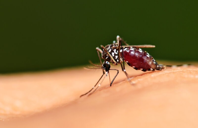 Пять этапов жизни комара: от яйца до зимовки в щелях Интересное