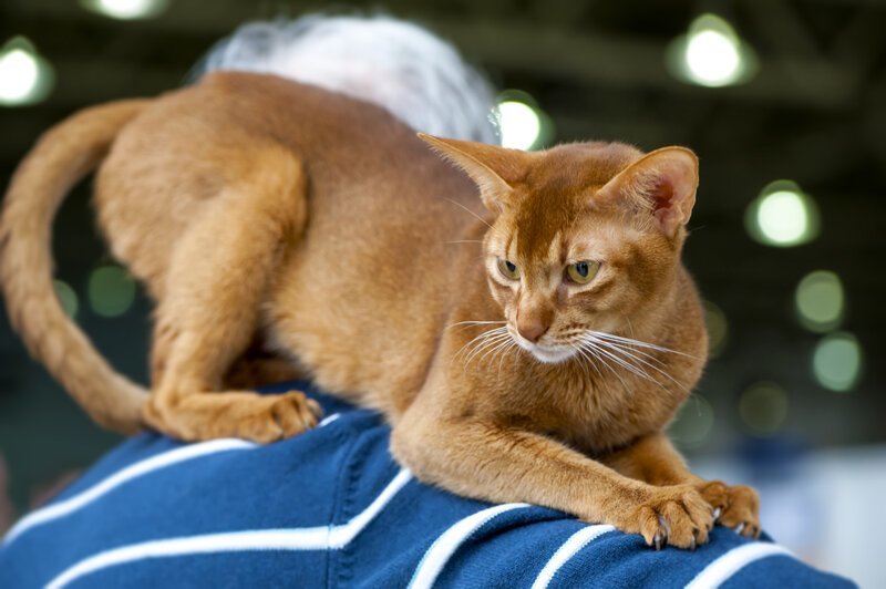 Пушистый массажист, или Почему кошки делают массаж?   Интересное