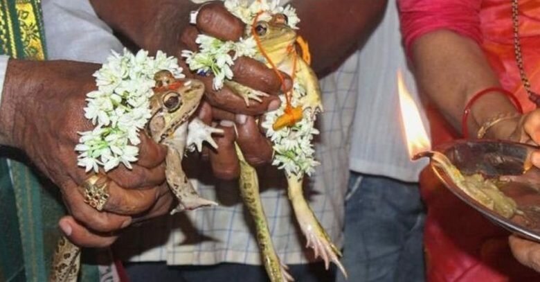 Сотни индийцев присутствуют на свадьбе двух лягушек   Интересное