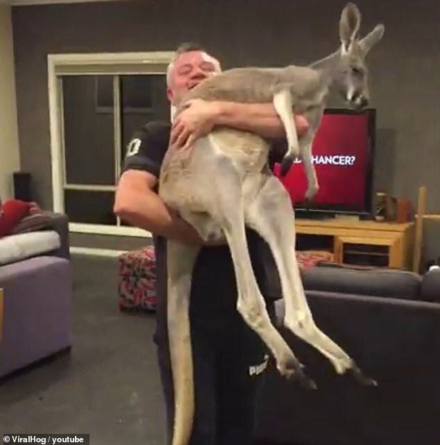 Лежебока Руфус: домашний кенгуру, который любит валяться на диване   Интересное