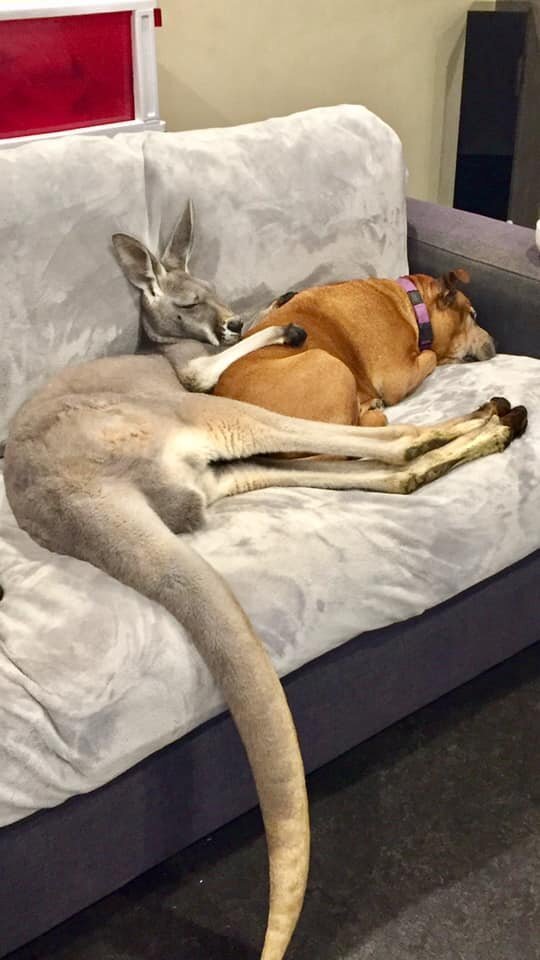 Лежебока Руфус: домашний кенгуру, который любит валяться на диване   Интересное