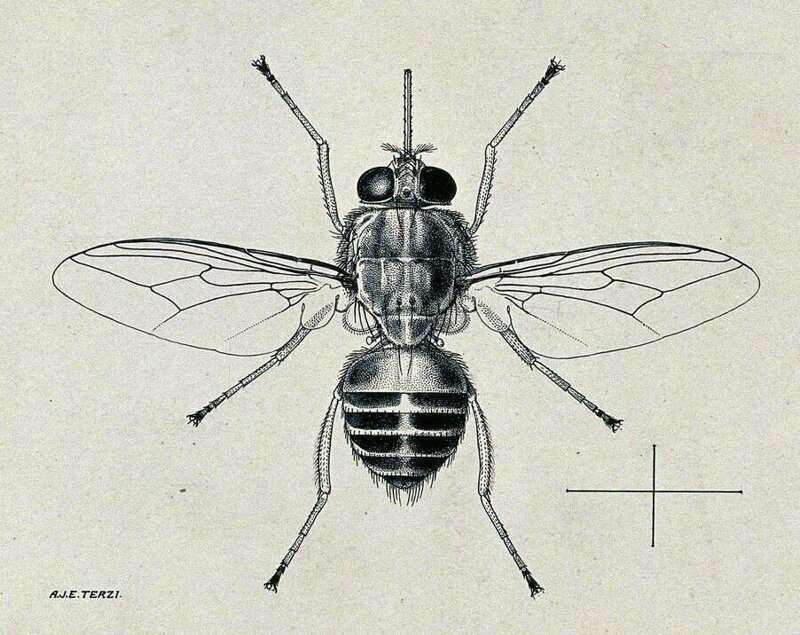 Чем опасна муха цеце?   Интересное