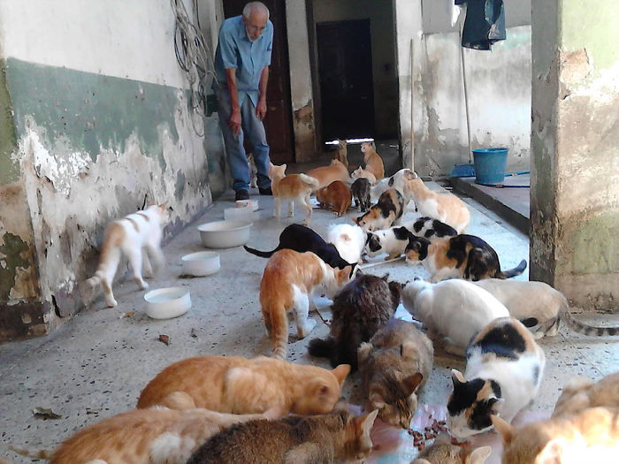 Человечность в трудное время: Семья заботится о 50 бездомных кошках кошки и коты,Хуан Рейносо, Венесуэла, приют