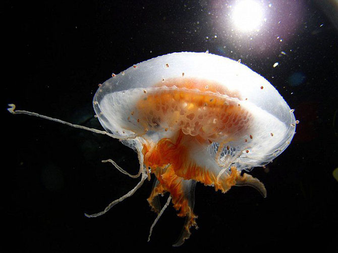 Самые красивые медузы в мире красивые фотографии,шикарные фотографии