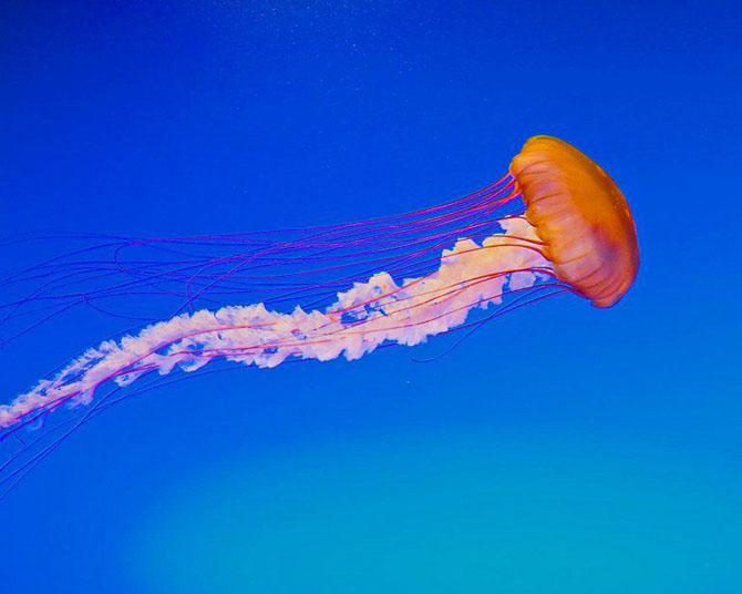 Самые красивые медузы в мире красивые фотографии,шикарные фотографии