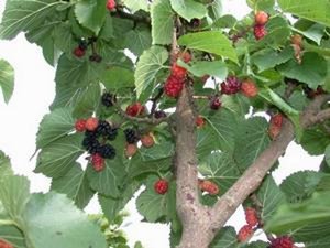 Где растет шелковица, польза и вред ягод тутовника деревья,кухонька,полезные советы,польза и вред,шелковица