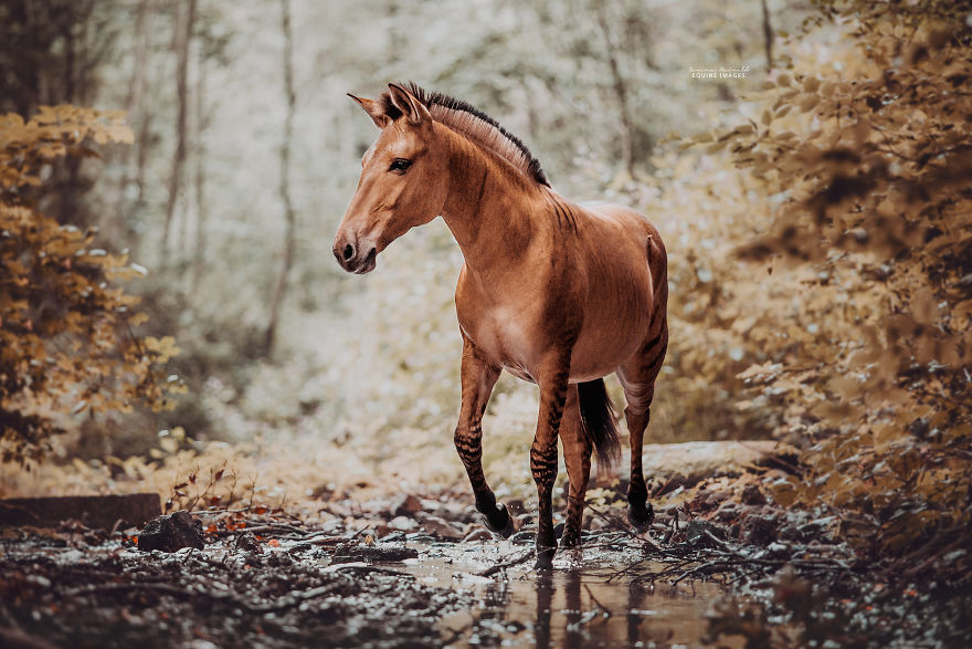Зеброид: необычная и очень редкая лошадь 