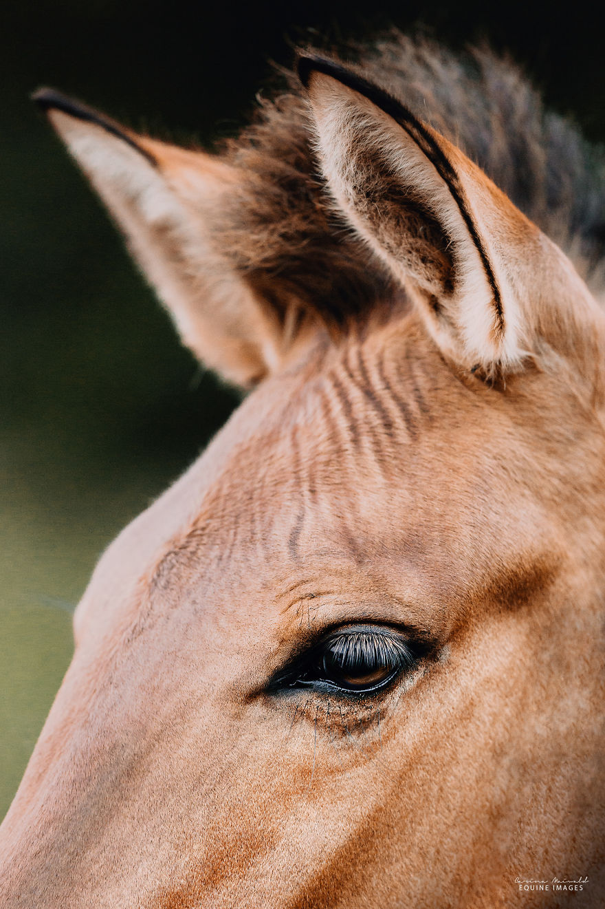 Зеброид: необычная и очень редкая лошадь 