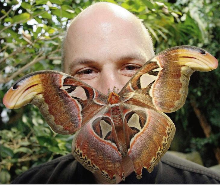 8 необычайно огромных насекомых планеты животный мир,насекомые