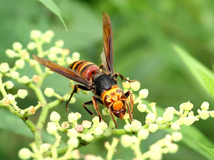 8 необычайно огромных насекомых планеты животный мир,насекомые