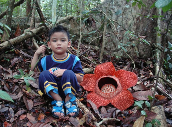Раффлезия: Огромный, наглый и вонючий цветок наука,природа,растения,раффлезия