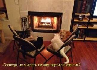 Кращі котоматриці тижні (50 фото)